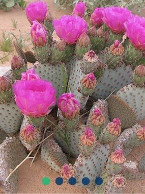 Opuntia basilaris 'Beaver Tail'
Pink-flowered Cactus